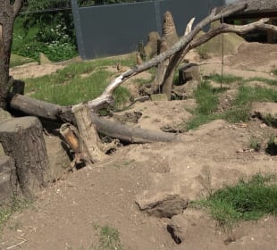 Zoo Heidelberg