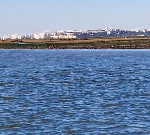 Bootstour Ria Formosa