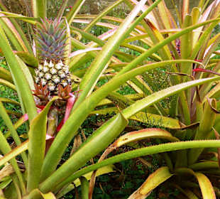 Ananas am Nationalpark Guanayara