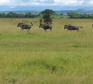 Gnus
