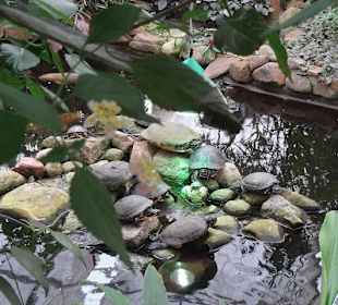 Hier sind die Schildkröten