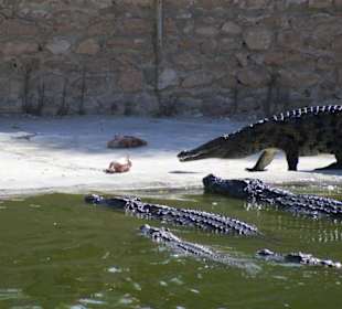 Crocofarm
