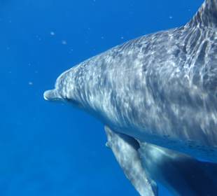 Delfin ganz nah