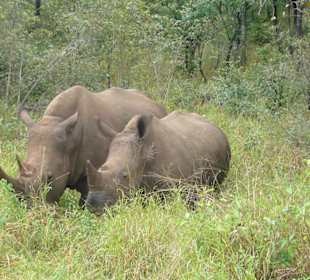 Nashornmama und Sohn