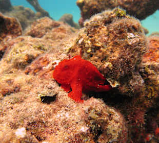 Unterwasserwelt Sosua Divecenter Merlin