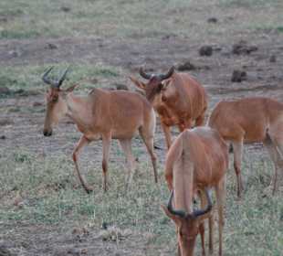 Auch von denen gab es jede Menge