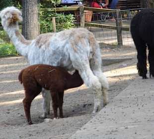 WildparkImpression September 2013