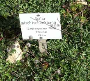 Alpinum