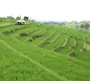 Reisterrassen (West-Bali)