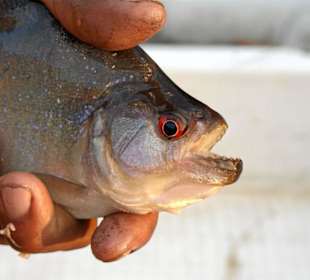 Pirana aus dem Rio Morichal Largo