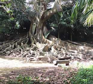 Alter Baum