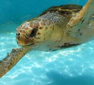 Meeresschildkröte