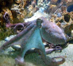 Ośmiornica w Aquarium Rodos