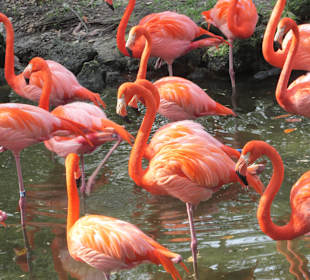 Flamingos