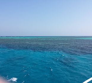 Delphin Tour ab Hurghada