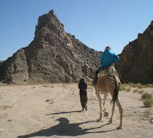 Camelritt in der Wüste
