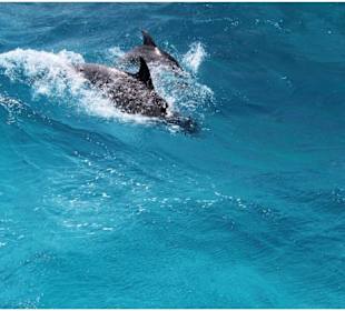 Delfin Tour Hurghada-Delfinschwimmen Morgenland 