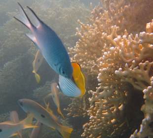Korallen und Falterfisch