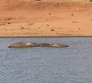 Flusspferde Tsavo West 