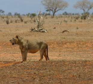 Eindrücke im Tsavo Ost; Löwe auf Futtersuche