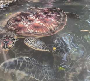Schwimmen mit Schildkröten 