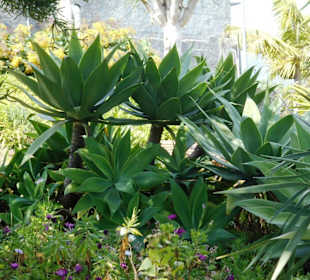 Jardim de São Martinho