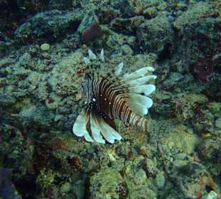 Feuerfisch am Hausriff