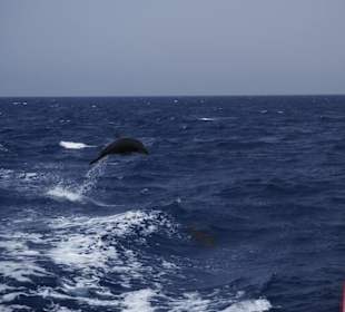 Delphinschwimmen Marsa Alam- Marsa Alam Ausflüge  