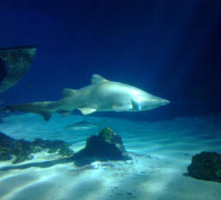 Hai im Haifischbecken