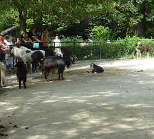 Damaraziege und Shetland Pony Anlage