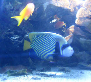 Imperator-Kaiserfisch 