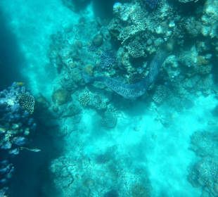 3m-Muräne am Grund...