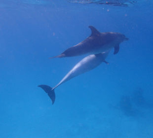 Einmalie Erlebnisse mit Mo´s Delfinen