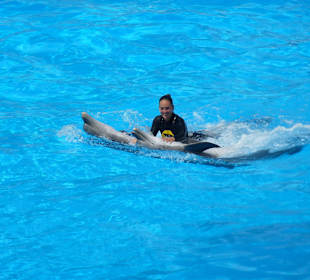 Arbeiten mit den Delfinen