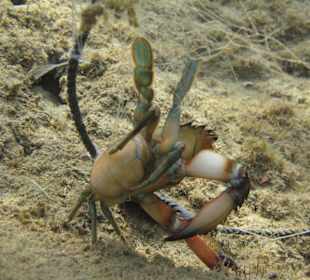 Qualvolles Sterben im Naturschutzgebiet
