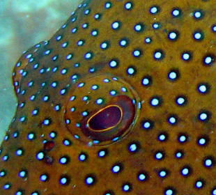 Riffbarsch, Hausbucht