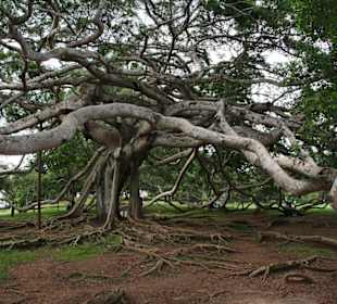 Botanischer Garten Kandy