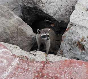 Waschbär amm Pier