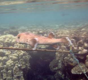 ca. 1m Fisch