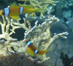 Anemonenfische am Hausriff Hotel Sol Y Mar Dar El Medina