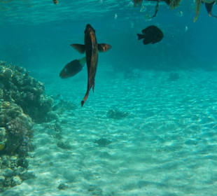 Schnorcheln Makadi Bay