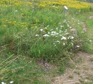 ALB-GOLD Naturgarten