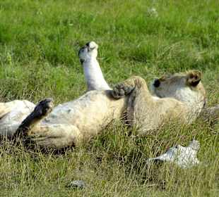 Löwen bei der Mittags Ruhe