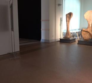 Museum für Naturkunde