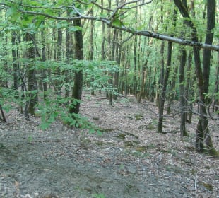 Traumschleife Ehrbachklamm 2022 – hinab zum Ehrbac