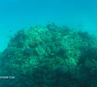 Korallen mit Fischen