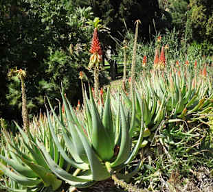 Blühende Aloe vera