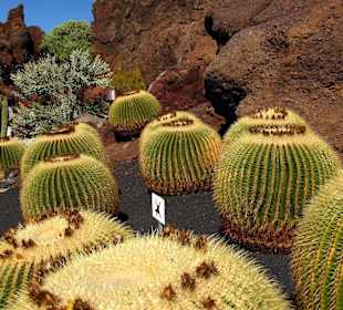 Jardin de Cactus