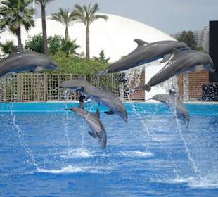 Aquarium L’Oceanogràfic