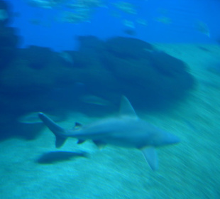 Haie im großen Becken